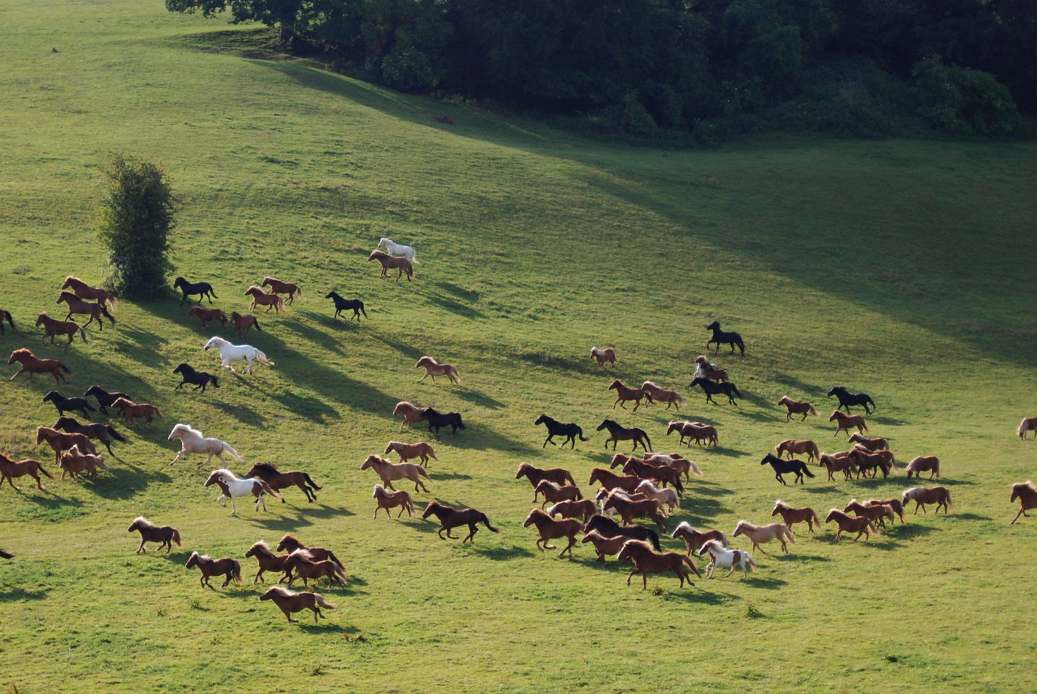 Galop0004
