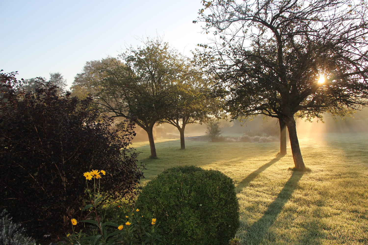 Jardin au lever du soleil